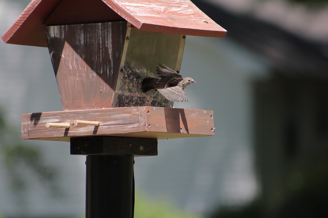 Simple DIY Birdhouses for Your Eco-Friendly Garden